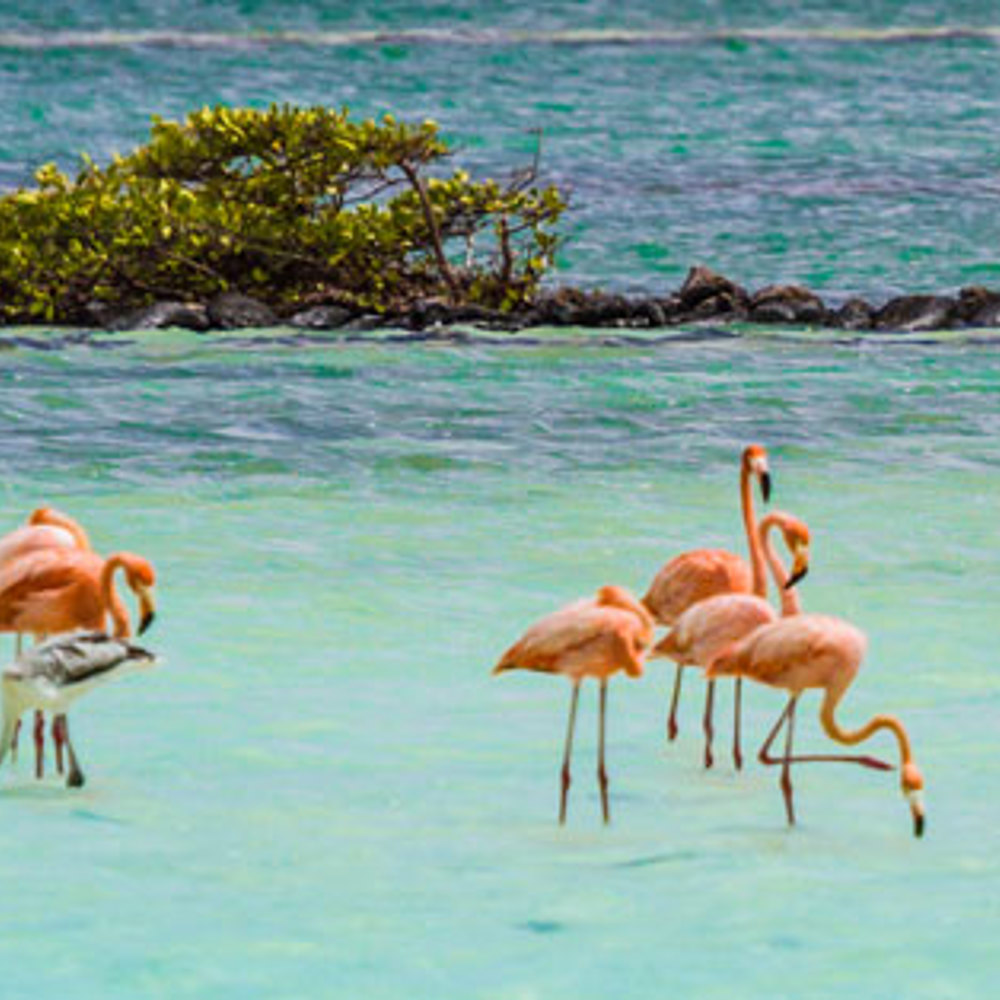 Flamingo broedgebied
