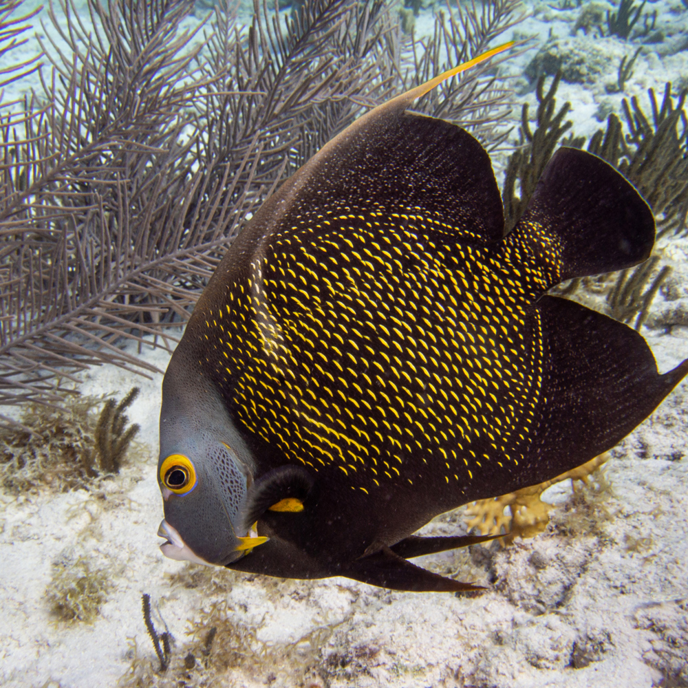 Angel fish
