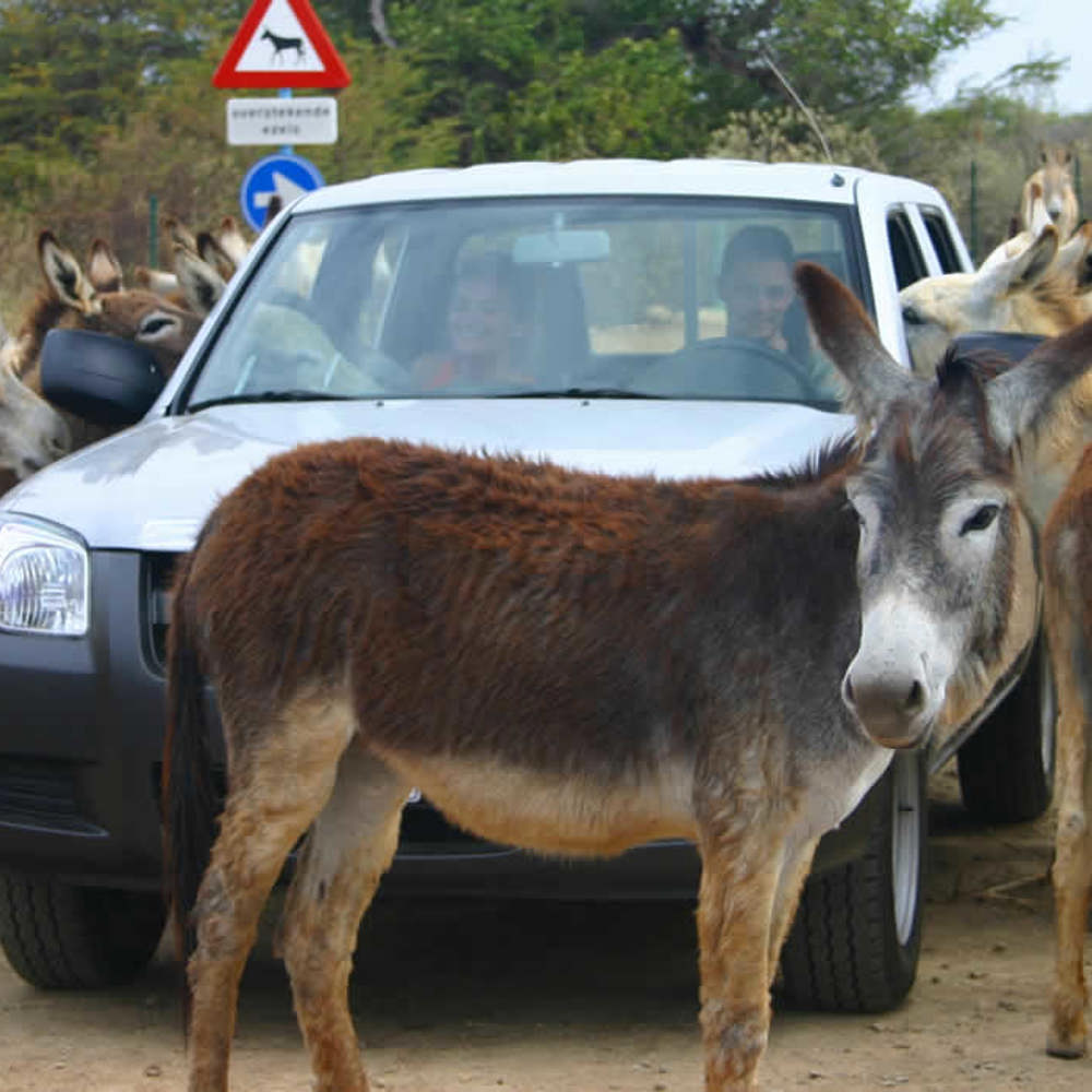 Overstekende ezels Bonaire