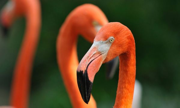 Nature on Bonaire