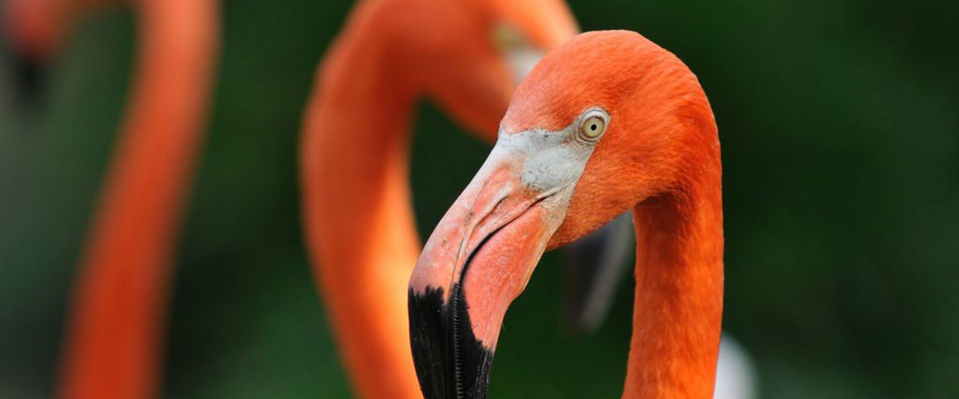 Nature on Bonaire
